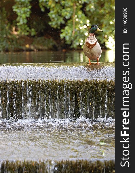 Duck on top of a weir, waterfall. Duck on top of a weir, waterfall.