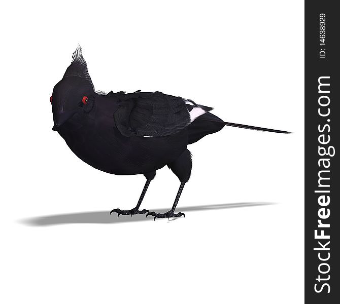 Bird Phainopepla. 3D rendering with clipping path