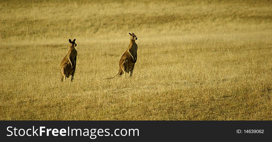 Couple of kangaroos in the golden Australian outback