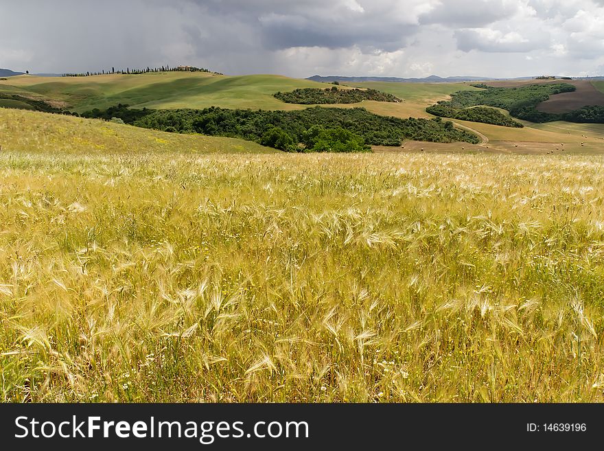 Between Terrrenieri and Castelmuzio on the SP71 road in the Val d'Orcia, you will find some beautiful and typical Tuscany landscapes. Between Terrrenieri and Castelmuzio on the SP71 road in the Val d'Orcia, you will find some beautiful and typical Tuscany landscapes.