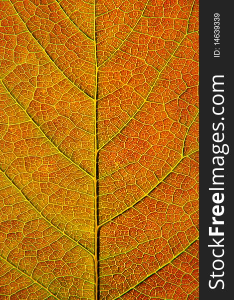 Fresh summer leaf closeup: cells and veins details