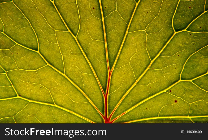 Fresh summer leaf closeup: cells and veins details