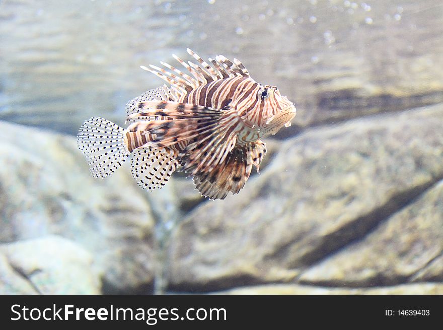 Dragon fish in the aquarium