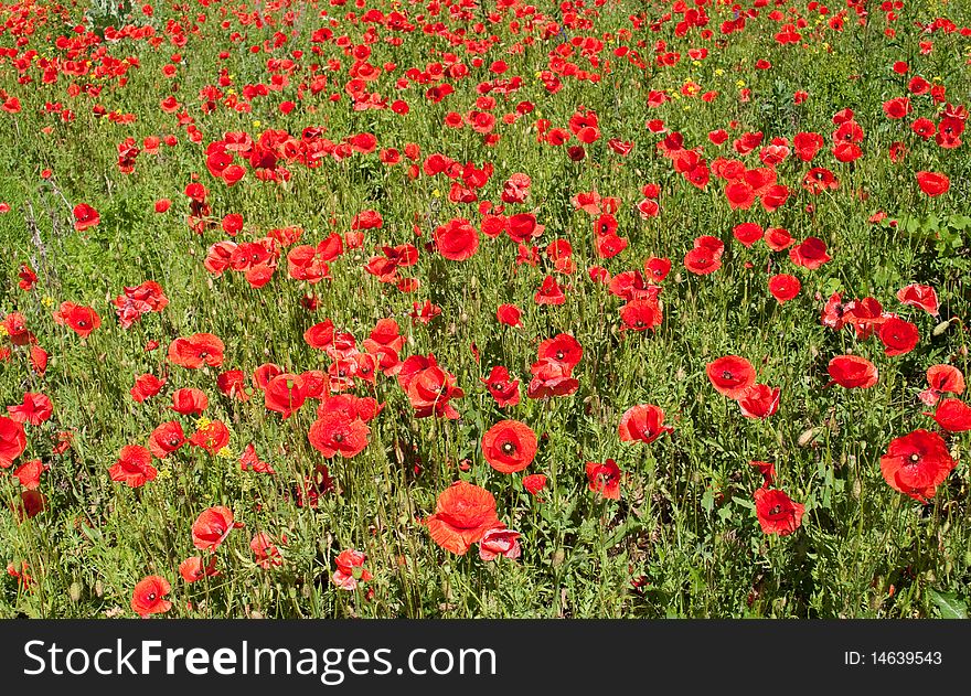 Red poppy on a meadow