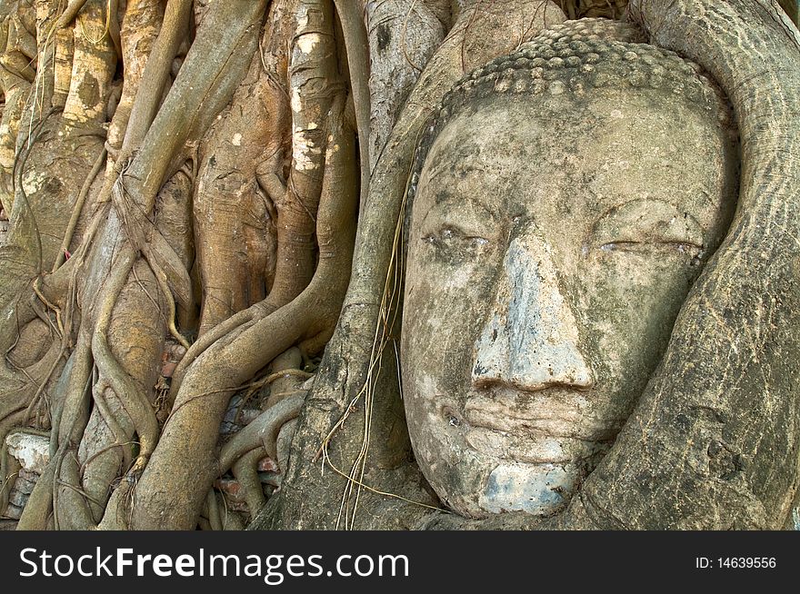 Face of Buddha covered by overgrown roots of a fig tree, Wat Mahathat, Ayutthaya, Thailand. Face of Buddha covered by overgrown roots of a fig tree, Wat Mahathat, Ayutthaya, Thailand