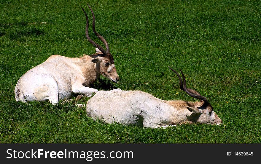 Two adax antelope laying on the grass