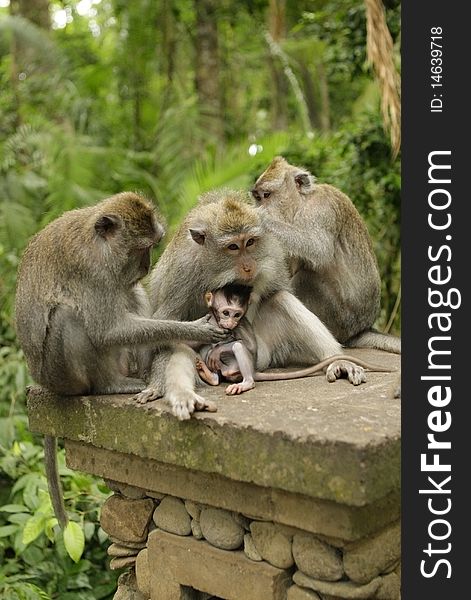 Family of monkeys on island Bali