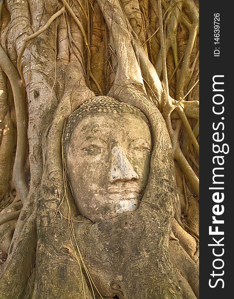 Face of Buddha covered by overgrown roots of a fig tree, Wat Mahathat, Ayutthaya, Thailand. Face of Buddha covered by overgrown roots of a fig tree, Wat Mahathat, Ayutthaya, Thailand