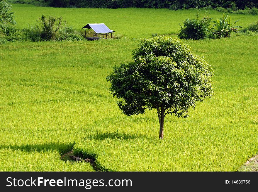 Rice field green view landscape. Rice field green view landscape