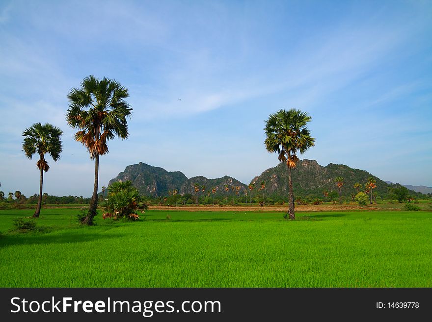 This picture contain green rice field with palm trees and the big mountain. This picture contain green rice field with palm trees and the big mountain.