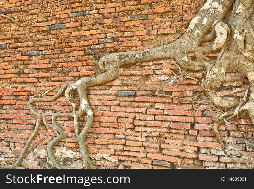 Roots of a fig tree, Wat Mahathat, Ayutthaya, Thailand. Roots of a fig tree, Wat Mahathat, Ayutthaya, Thailand