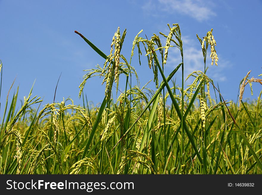 Rice field green view blue sky. Rice field green view blue sky