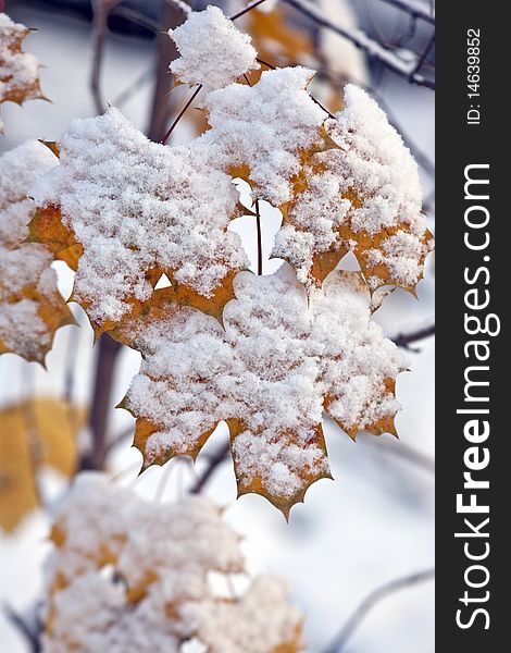 Snow on yellow maple leavesleaves in winter in Central Park. Snow on yellow maple leavesleaves in winter in Central Park