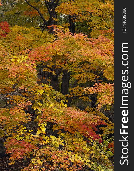 Maple trees turning colors in autumn New England. Maple trees turning colors in autumn New England