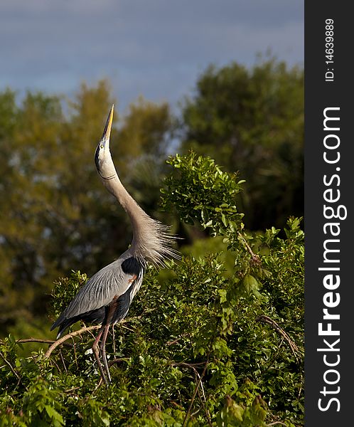 Great Blue Heron in early spring in Florida nesting in everglades, shot near Boca Raton