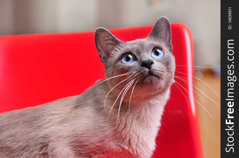 Curious Siamese On Red Chair Looking Up