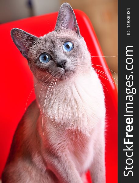 A beautiful blue point siamese seated on a modern style red chair. A beautiful blue point siamese seated on a modern style red chair.