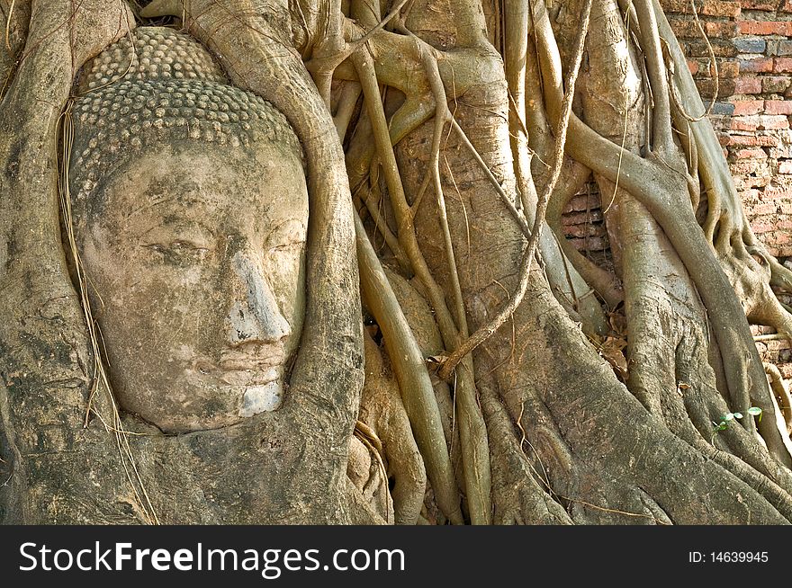 Head of Buddha statue in tree, Ayutthaya