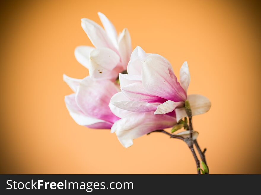 Spring beautiful blooming magnolia on a orange background