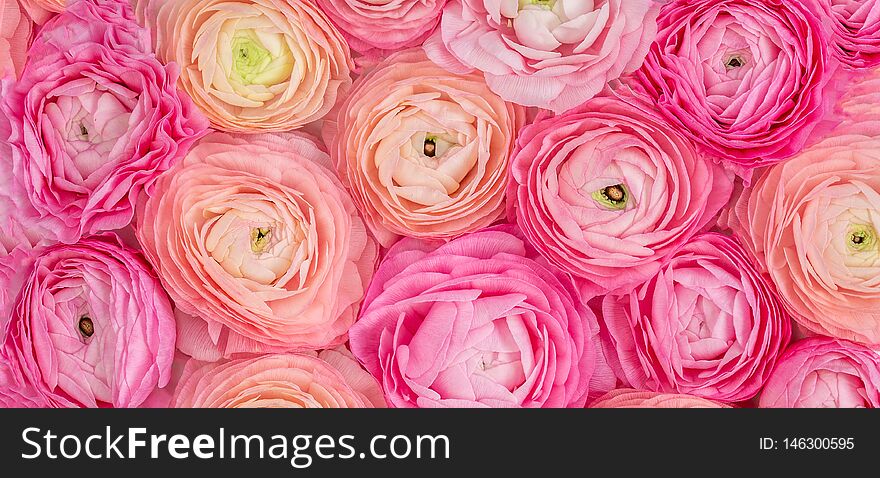 Flower pattern. Pink Ranunculus flowers textured background. Summer floral  Wallpaper..