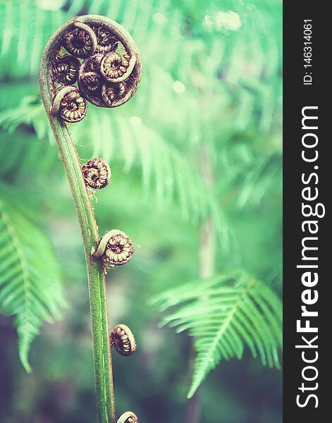 Natural background. Unravelling fern frond closeup.  Thailand chiangmai doiinthanon
