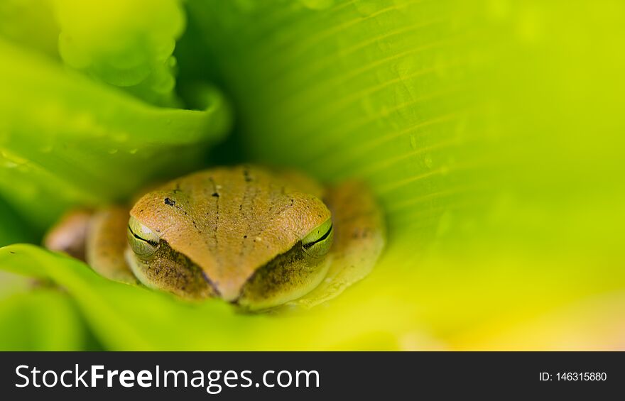 Background frog lying in green leaves, animal, nature, background, amphibians. Background frog lying in green leaves, animal, nature, background, amphibians.