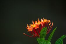 Ixora Flowers Stock Photo
