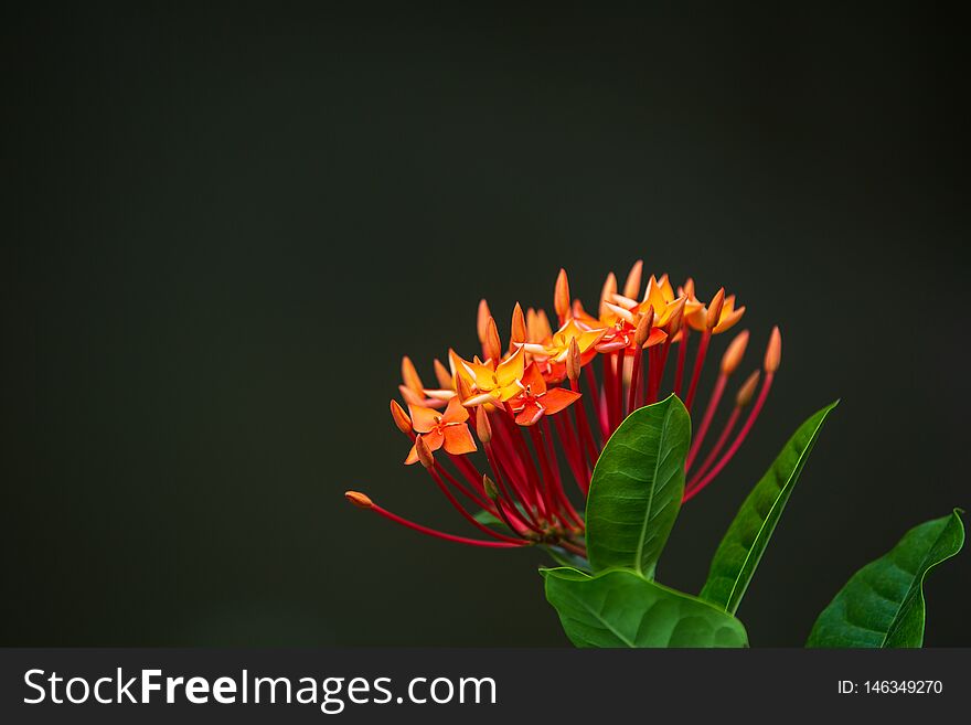 Red ixora with leaves and copy space on top left and blur background. Red ixora with leaves and copy space on top left and blur background