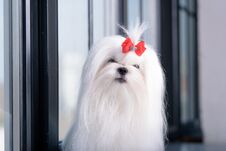 Portrait Of Glamorous Small White Dog Breeds Maltese Royalty Free Stock Image