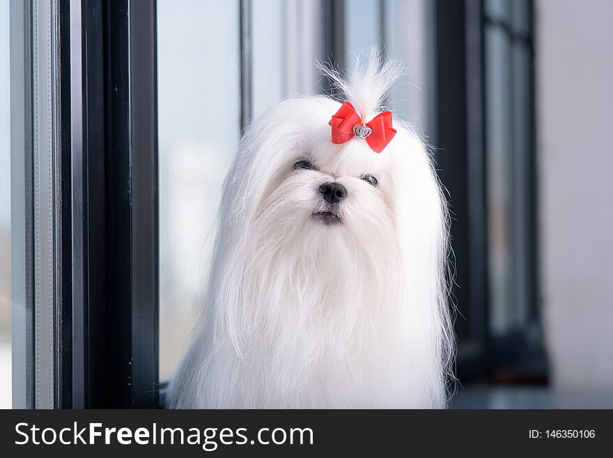 Portrait of glamorous small white dog breeds Maltese