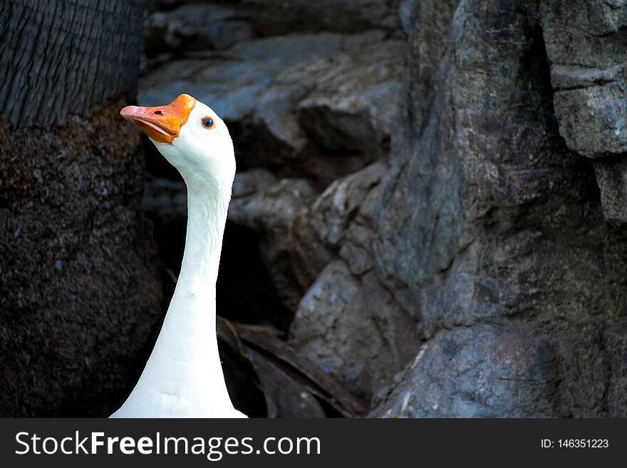 A single goose head, neck and beak, among rocks and tree trunk in the background. Close up of a single goose in a park on a sunny day. White goose with dark blackish background. A single goose head, neck and beak, among rocks and tree trunk in the background. Close up of a single goose in a park on a sunny day. White goose with dark blackish background