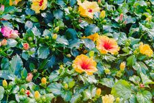 Beautiful Of Colorful Hibiscus Flowers In Public Garden Stock Images