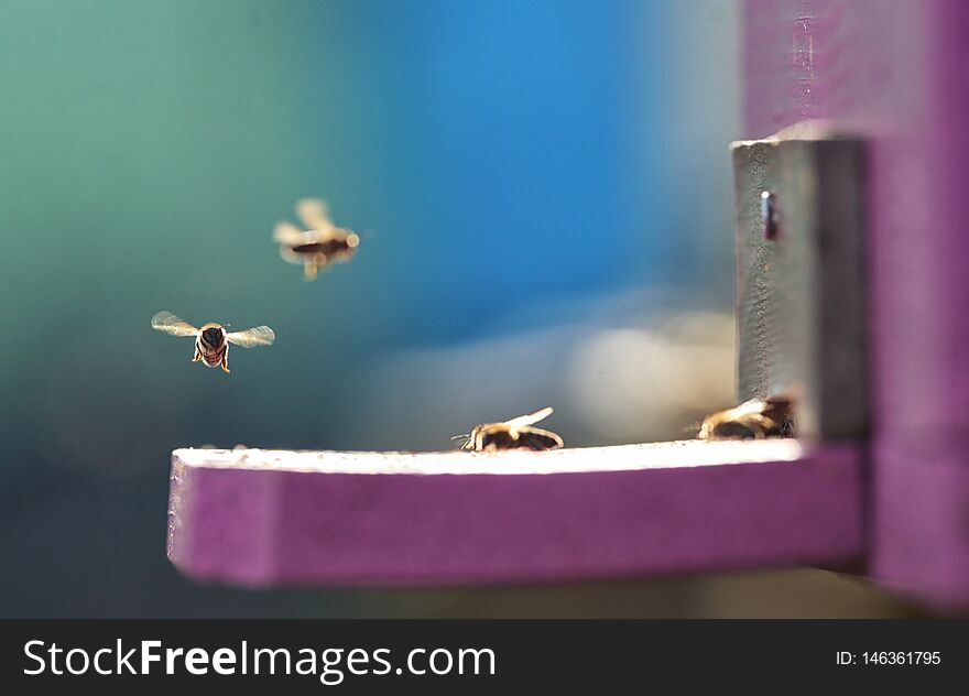 Close up of flying bees