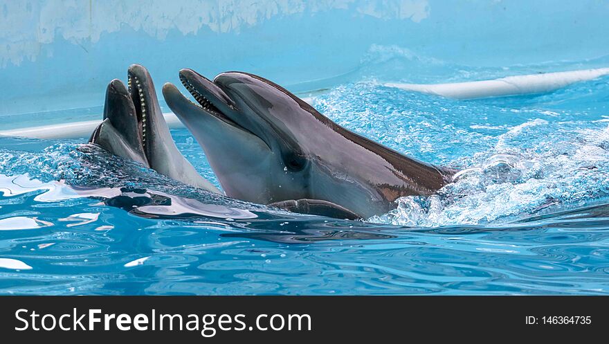Two Dolphins Cuddle In The Water