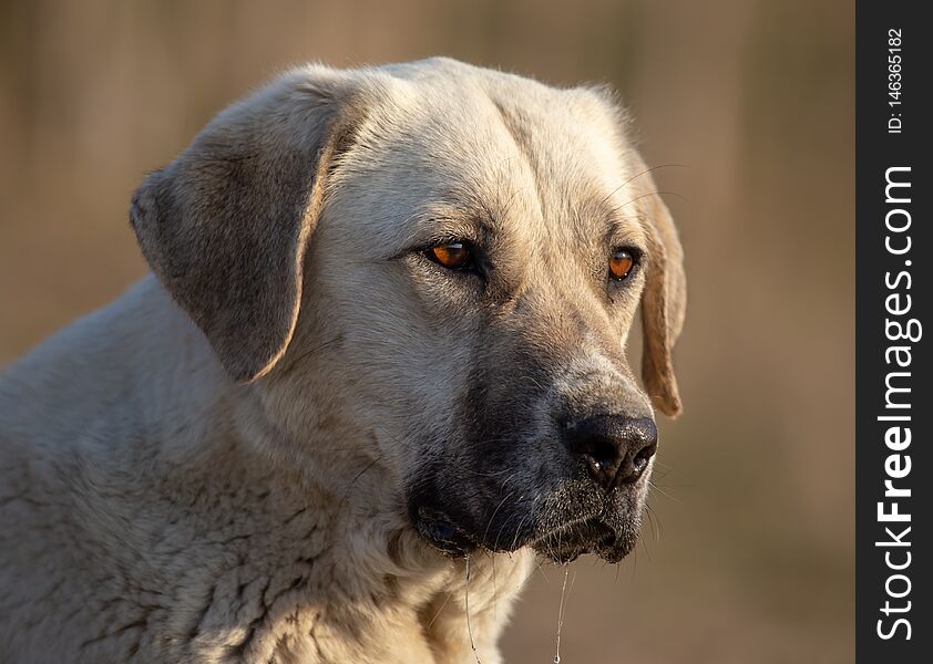 Portrait of a dog in the afternoon