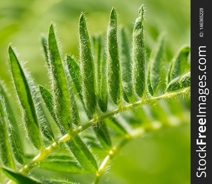 Green leaves on the grass in spring .