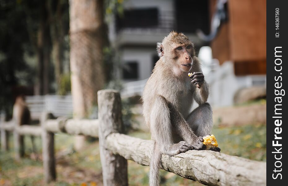 Monkey freedom in relaxing and eating time portrait with outdoor sun lighting. Monkey freedom in relaxing and eating time portrait with outdoor sun lighting