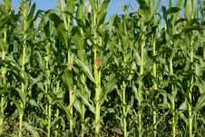 Corn Plants Stock Image Corn Plants Stock Image