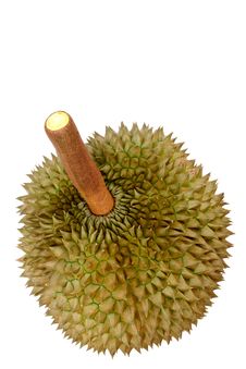 Durian, King Of Tropical Fruit Royalty Free Stock Images Durian, King Of Tropical Fruit Royalty Free Stock Images