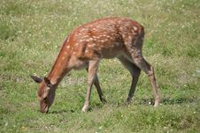 Spotted Deer Royalty Free Stock Image