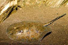 California Spotted Stingray Royalty Free Stock Images California Spotted Stingray Royalty Free Stock Images