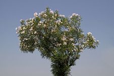Oleander Tree With Blossoms Royalty Free Stock Photo