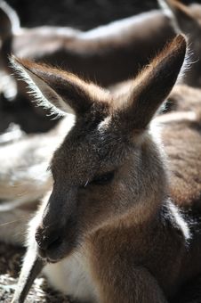 Kangaroo Royalty Free Stock Photo Kangaroo Royalty Free Stock Photo