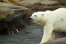 Polar Bear Walking On Rock Royalty Free Stock Images