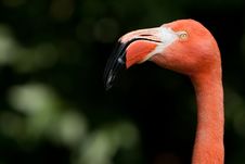 A Flamingo Royalty Free Stock Photography