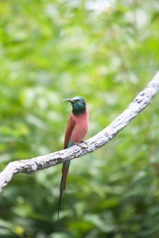 Northern Carmine Bee-Eater Stock Image