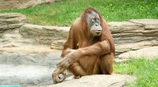 Orangutan Stock Image
