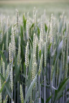 Wheat Spike And Plant Macro Stock Photography Wheat Spike And Plant Macro Stock Photography