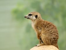 Meerkat Or Suricate (Suricata, Suricatta) Stock Image Meerkat Or Suricate (Suricata, Suricatta) Stock Image