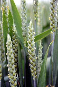 Wheat Spike And Plant Macro Stock Images